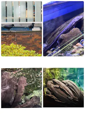 京都水族館に投稿された画像（2026/7/19）
