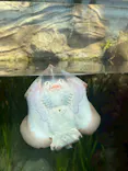 環境水族館アクアマリンふくしまに投稿された画像（2026/7/19）