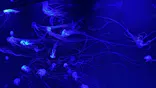 サンシャイン水族館に投稿された画像（2026/7/19）