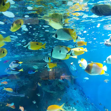 しながわ水族館に投稿された画像（2026/7/19）