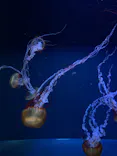 すみだ水族館に投稿された画像（2026/7/19）