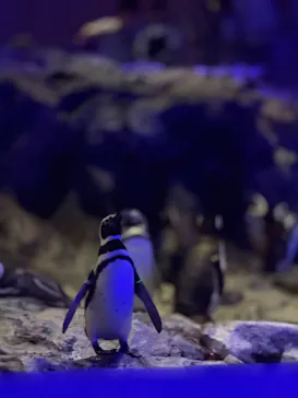 すみだ水族館に投稿された画像（2026/7/19）