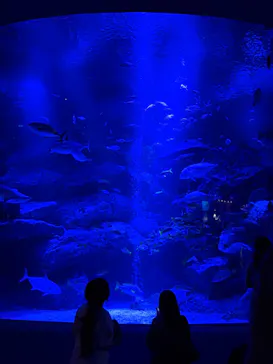 すみだ水族館に投稿された画像（2026/7/19）