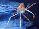 サンシャイン水族館に投稿された画像（2026/7/19）