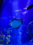 すみだ水族館に投稿された画像（2026/7/20）