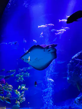 すみだ水族館に投稿された画像（2026/7/19）