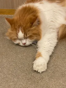 猫カフェモカ　イオンモール幕張新都心店に投稿された画像（2026/7/19）