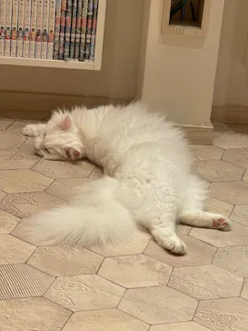 猫カフェモカ　イオンモール幕張新都心店に投稿された画像（2026/7/19）