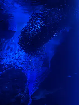 マリンワールド海の中道に投稿された画像（2026/7/19）