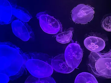 マリンワールド海の中道に投稿された画像（2026/7/19）