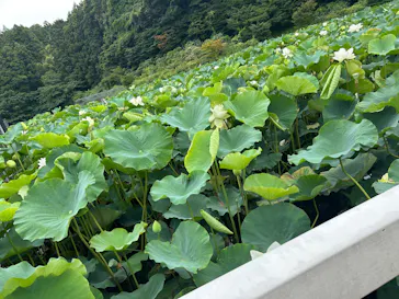 掛川花鳥園に投稿された画像（2026/7/19）