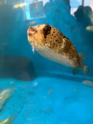越前松島水族館に投稿された画像（2026/7/19）