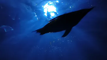 アドベンチャーワールドに投稿された画像（2026/7/19）