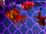 UWS AQUARIUM GA☆KYOに投稿された画像（2026/7/20）