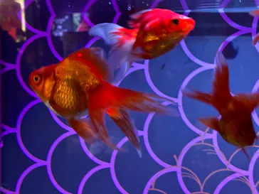 UWS AQUARIUM GA☆KYOに投稿された画像（2026/7/19）