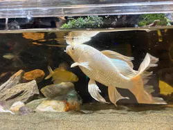 UWS AQUARIUM GA☆KYOに投稿された画像（2026/7/19）