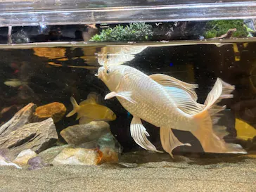 UWS AQUARIUM GA☆KYOに投稿された画像（2026/7/19）