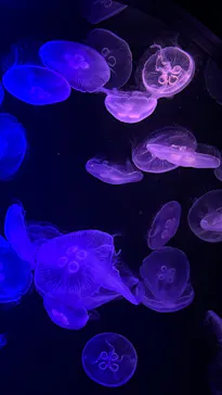 マリンワールド海の中道に投稿された画像（2026/7/19）