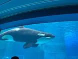 名古屋港水族館に投稿された画像（2026/7/20）