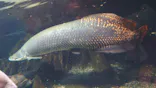 世界淡水魚園水族館　アクア・トトぎふに投稿された画像（2026/7/20）