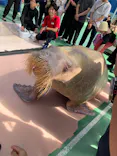 ゼロ距離水族館 伊勢シーパラダイスに投稿された画像（2026/7/20）