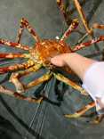 すさみ町立エビとカニの水族館に投稿された画像（2026/7/20）