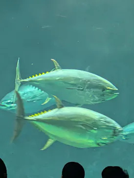 葛西臨海水族園に投稿された画像（2026/7/20）
