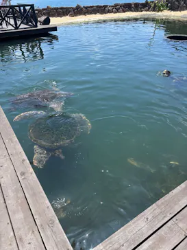 串本海中公園水族館に投稿された画像（2026/7/20）