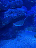 すみだ水族館に投稿された画像（2026/7/20）
