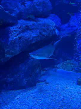 すみだ水族館に投稿された画像（2026/7/20）