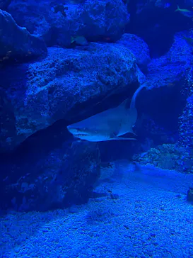 すみだ水族館に投稿された画像（2026/7/20）