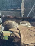 サンシャイン水族館に投稿された画像（2026/7/20）