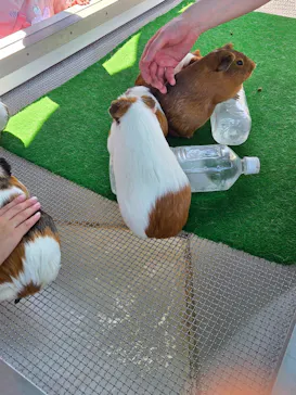 あらかわ遊園に投稿された画像（2026/7/20）