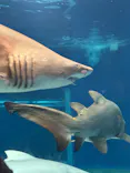 アクアワールド茨城県大洗水族館に投稿された画像（2026/7/20）