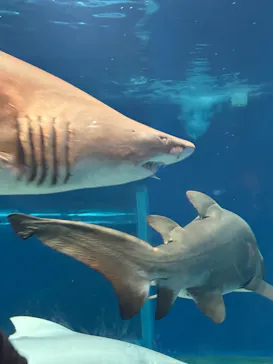 アクアワールド茨城県大洗水族館に投稿された画像（2026/7/20）
