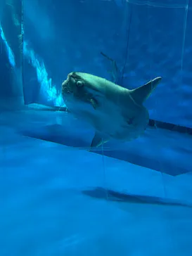 アクアワールド茨城県大洗水族館に投稿された画像（2026/7/20）