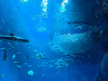 アクアワールド茨城県大洗水族館に投稿された画像（2026/7/20）