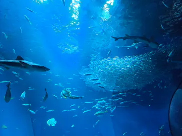 アクアワールド茨城県大洗水族館に投稿された画像（2026/7/20）