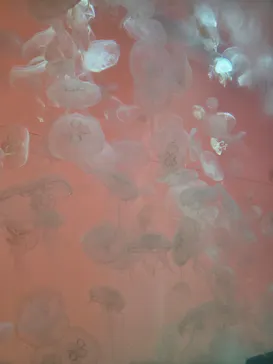 アクアワールド茨城県大洗水族館に投稿された画像（2026/7/20）