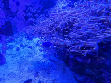 アクアワールド茨城県大洗水族館に投稿された画像（2026/7/20）