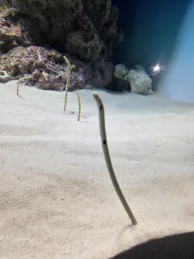 アクアワールド茨城県大洗水族館に投稿された画像（2026/7/20）