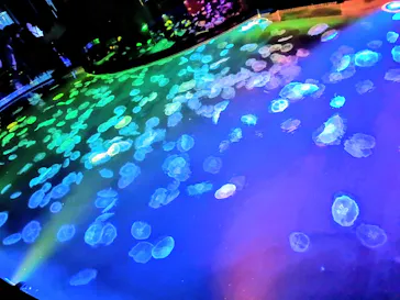 すみだ水族館に投稿された画像（2026/7/20）