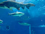 アクアワールド茨城県大洗水族館に投稿された画像（2026/7/20）