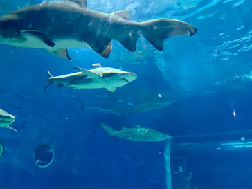 アクアワールド茨城県大洗水族館に投稿された画像（2026/7/20）