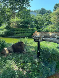 多摩動物公園 ライオンバス乗車券に投稿された画像（2026/7/20）