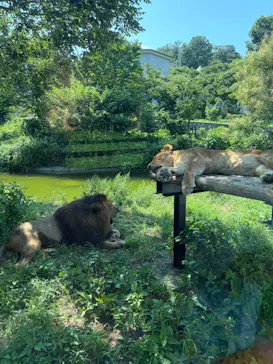多摩動物公園 ライオンバス乗車券に投稿された画像（2026/7/20）