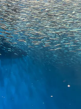 名古屋港水族館に投稿された画像（2026/7/20）