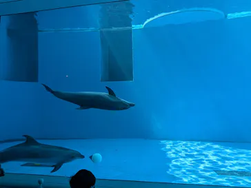 上越市立水族博物館 うみがたりに投稿された画像（2026/7/20）