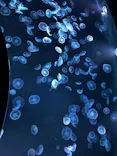 すみだ水族館に投稿された画像（2026/7/20）