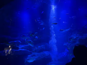 すみだ水族館に投稿された画像（2026/7/20）